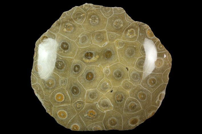Polished Fossil Coral (Actinocyathus) Head - Morocco #128179